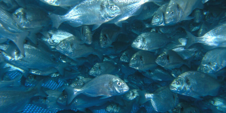 rash-ulcerativo-cutaneo-dorada