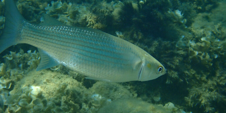 mugil-cephalus-aquafeed